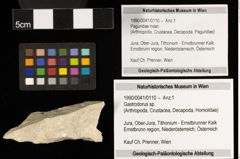 Foto (Objekt + Etiketten) von Gastrodorus sp. (NHMW-GEO-1990-0041-0110)